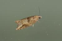 Rhopobota naevana