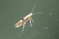 Argyresthia spinosella
