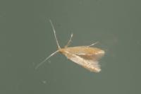 Coleophora