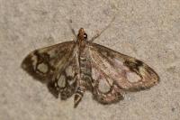 Anania coronata