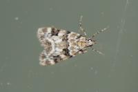 Eudonia delunella