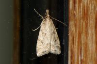 Eudonia pallida