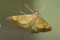 Evergestis limbata