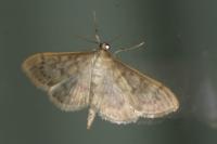 Patania ruralis