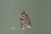 Luquetia lobella