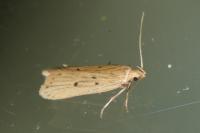 Acompsia tripunctella/antirrhinella