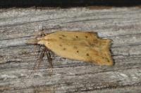 Dichomeris limosella