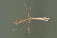 Amblyptilia acanthadactyla