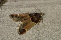 Pyralis farinalis