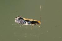 Monopis obviella