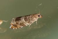 Ancylis achatana