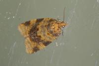 Epagoge grotiana
