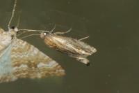 Eucosma