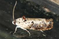 Hedya salicella