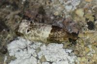 Notocelia roborana