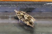 Zeiraphera isertana