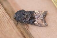 Euplexia lucipara