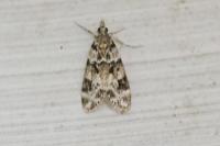 Eudonia delunella