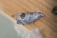 Notocelia uddmanniana