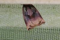Archips podana