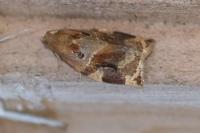 Archips xylosteana