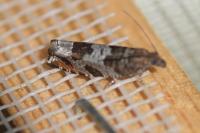 Ancylis achatana
