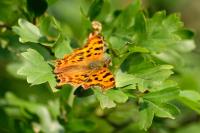 Polygonia c-album