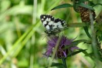 Melanargia galathea