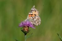 Vanessa cardui