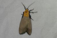 Lithosia quadra
