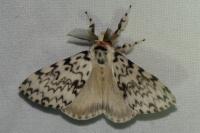 Lymantria monacha