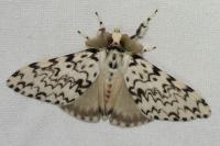 Lymantria monacha