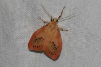 Miltochrista miniata
