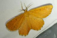 Angerona prunaria