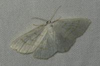 Cabera exanthemata