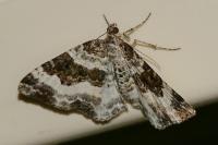Epirrhoe rivata