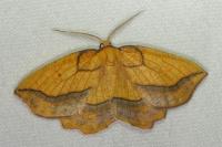 Epione repandaria
