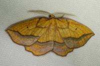 Epione repandaria