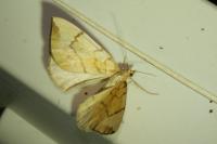 Gandaritis pyraliata