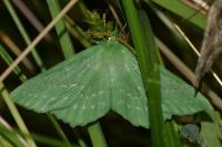 Geometra papilionaria