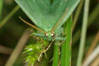 Geometra papilionaria