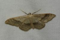 Idaea aversata