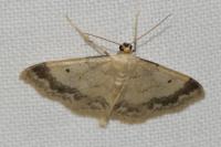 Idaea biselata