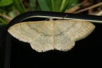 Idaea deversaria