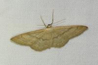 Idaea deversaria