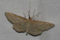 Idaea macilentaria