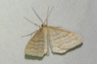 Idaea macilentaria