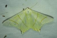 Ourapteryx sambucaria