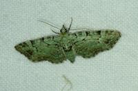 Pasiphila rectangulata