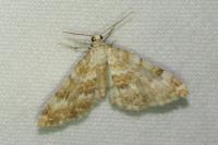 Perizoma flavofasciata